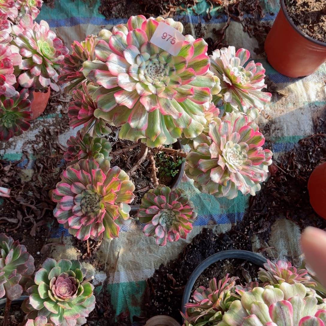 沙黄法师多肉975