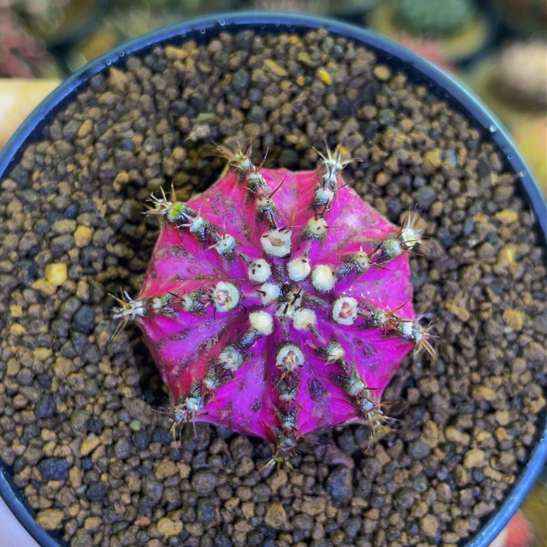 米哈星球0000000000000105