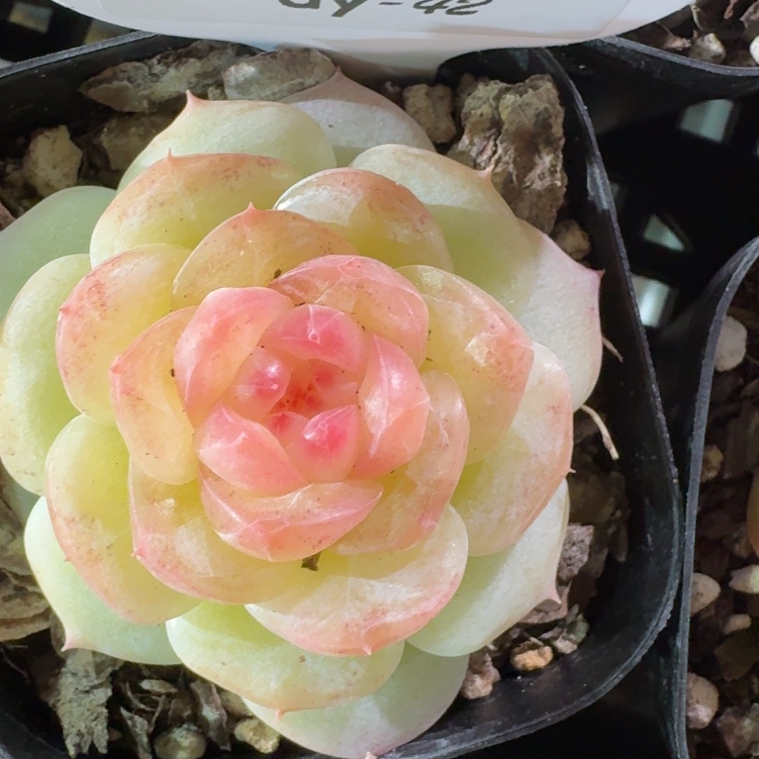 0127-042-小荷包单头