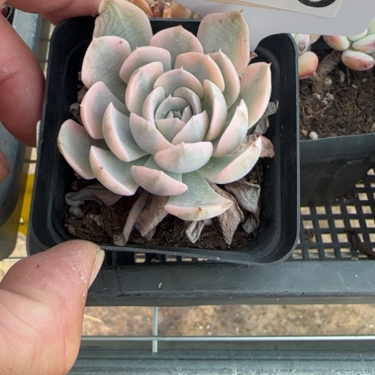 195卢氏锦一物一拍多肉