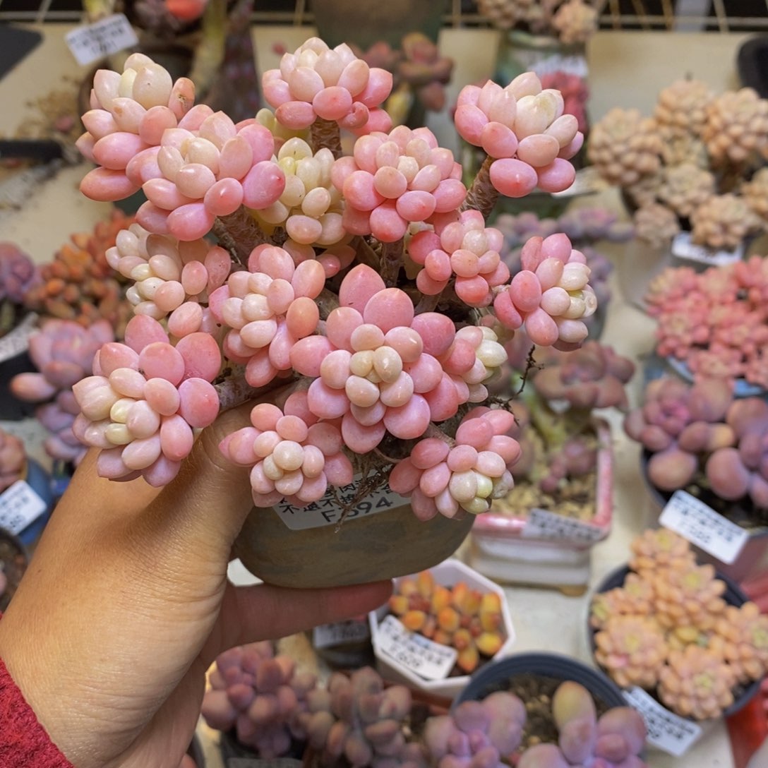 694鱼子酱多肉9c m