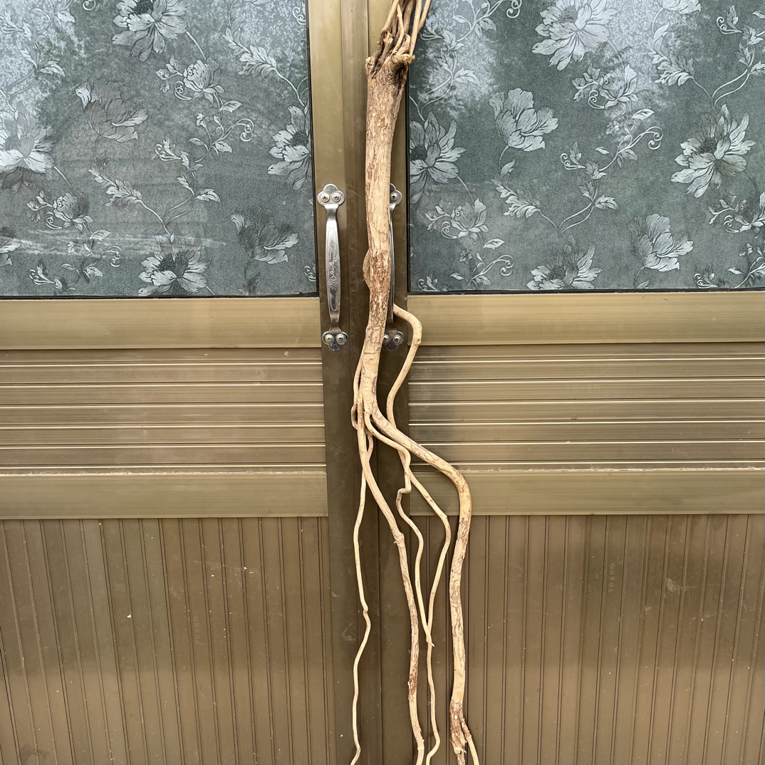 ［老黄芪原条］甘肃岷县多年野生老黄芪深山人工采挖不切片