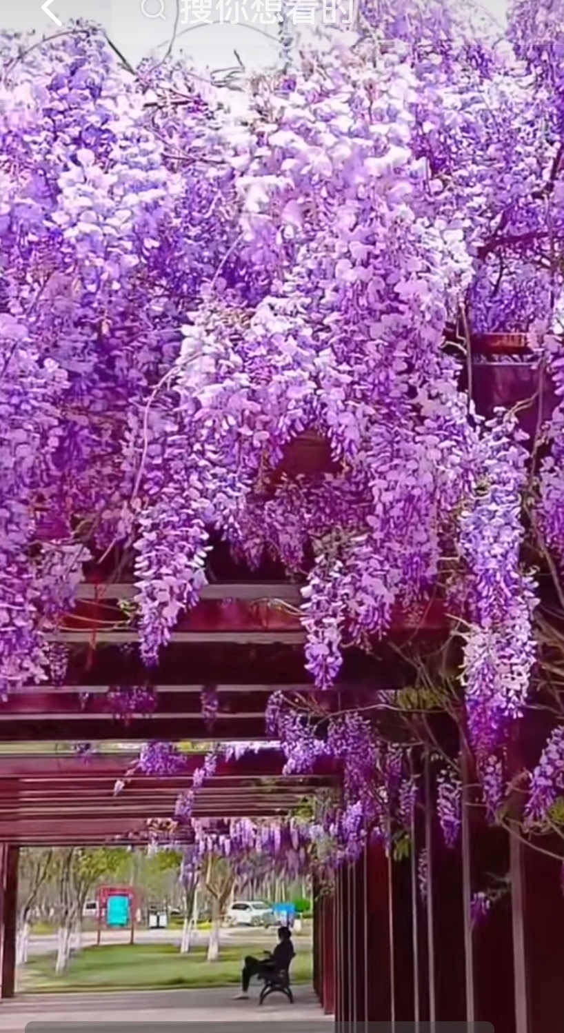 绿植盆栽地栽（拍一发二两年小苗）紫藤花庭院花卉院墙爬藤植物