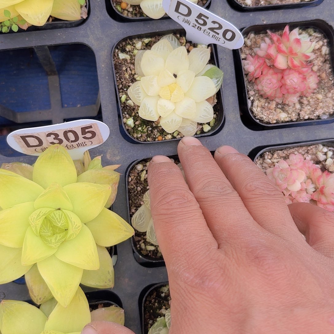 D520姬雨露锦一物一拍