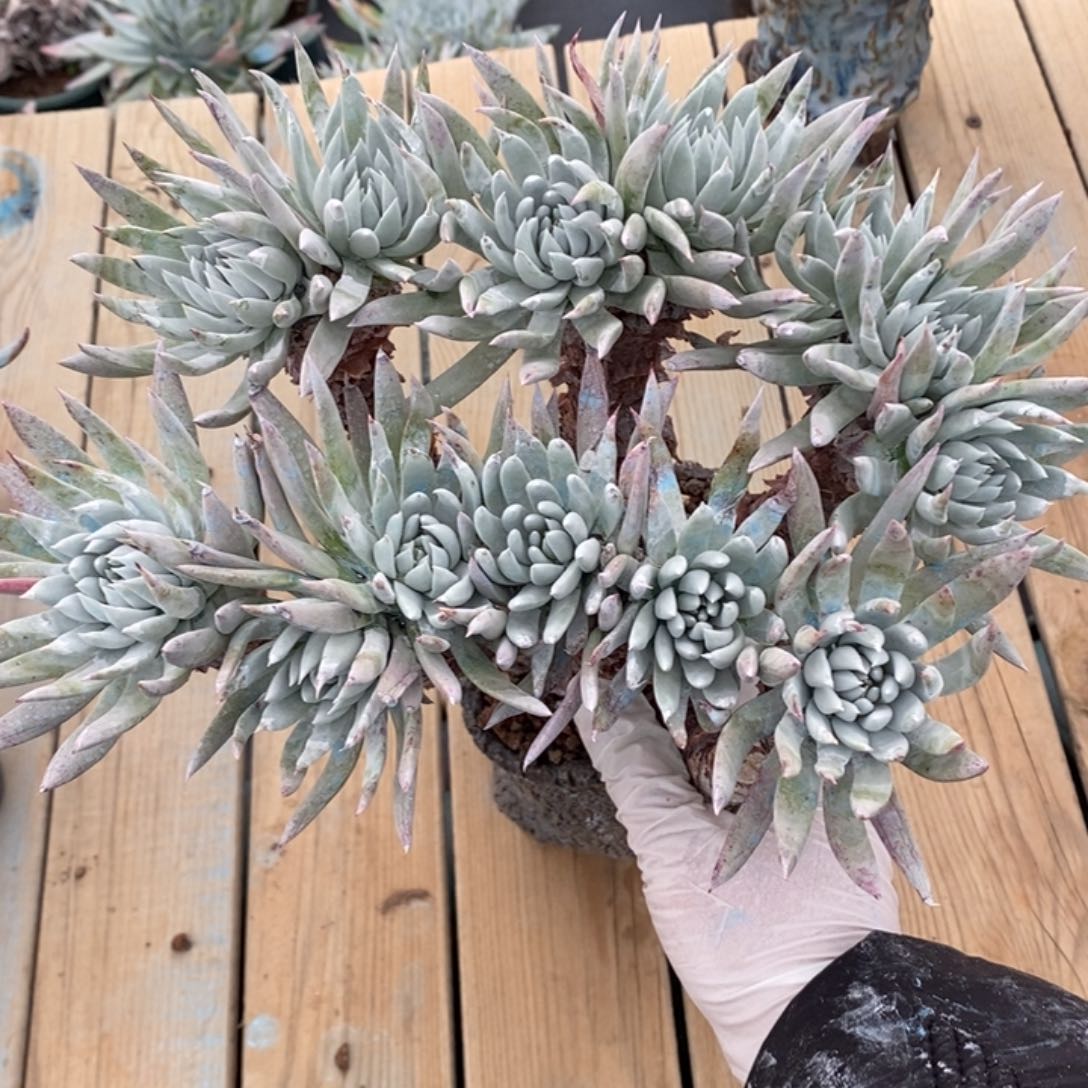 白菊杂大群漂亮啊