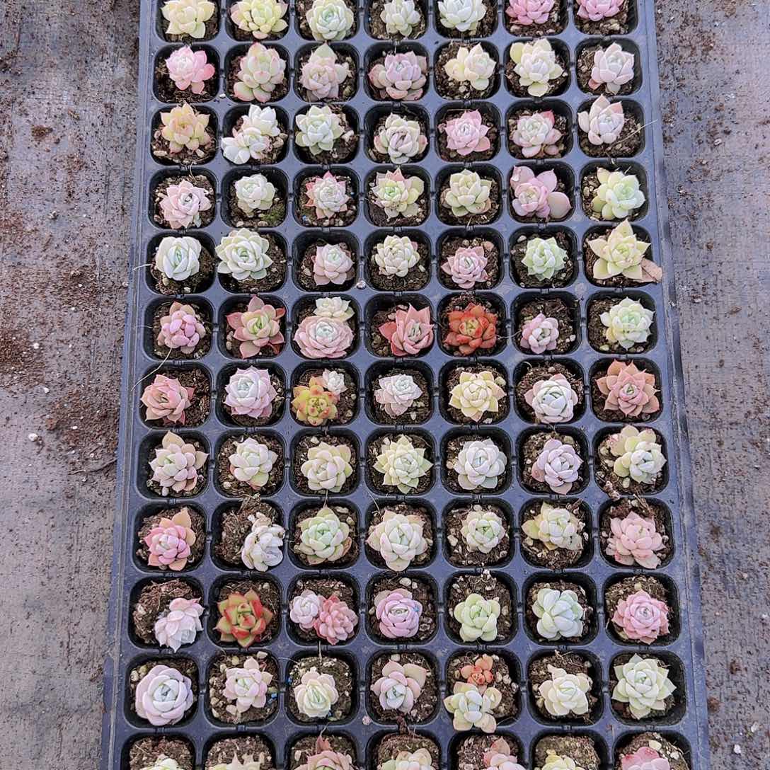 直播一物一拍多肉09