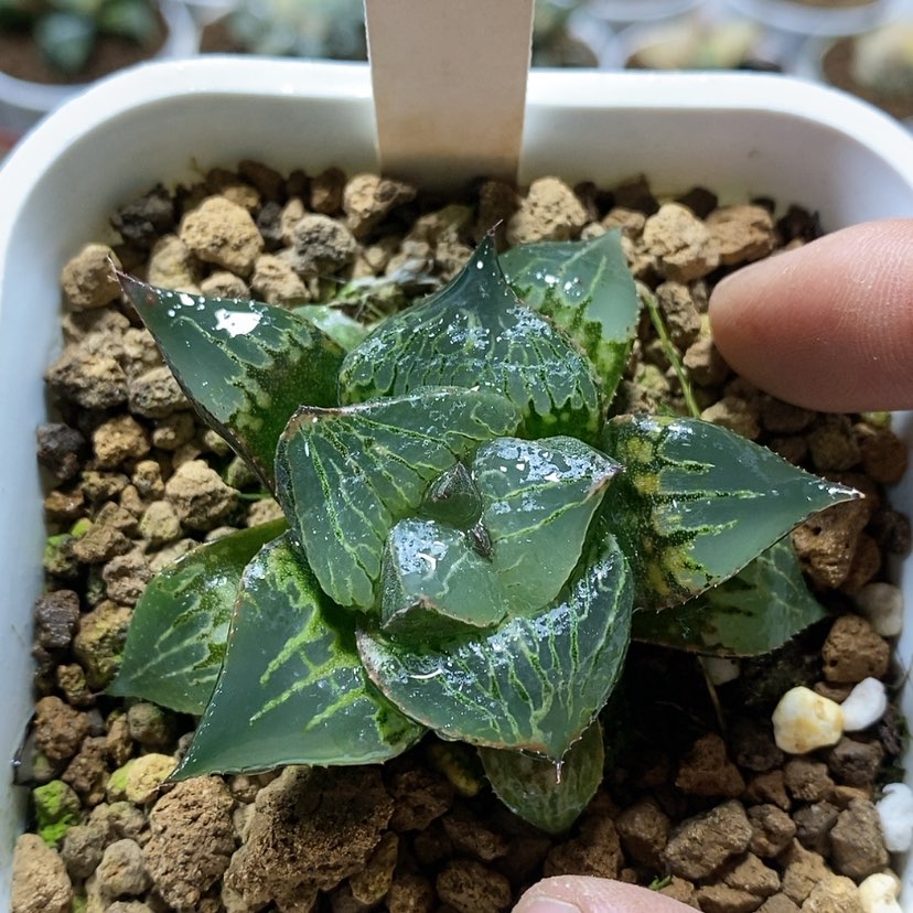 【闪购商品】76酒吞