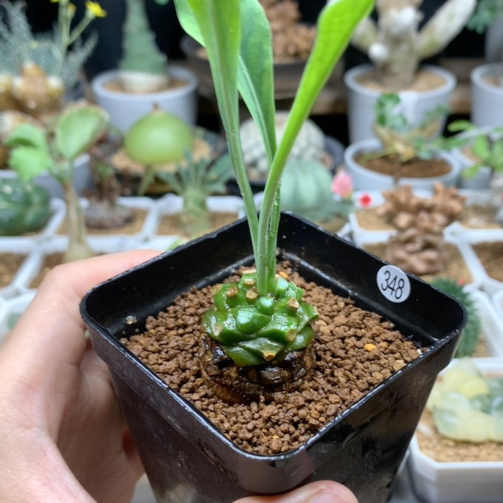 小铁甲丸实生带盆