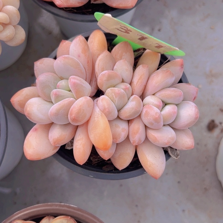 健健康康平平安安