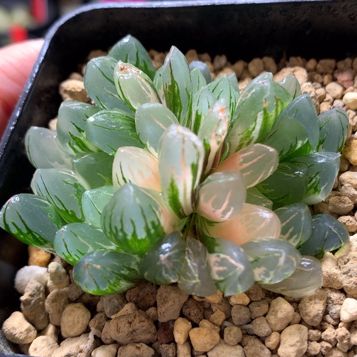 水晶灯玉露锦带盆土