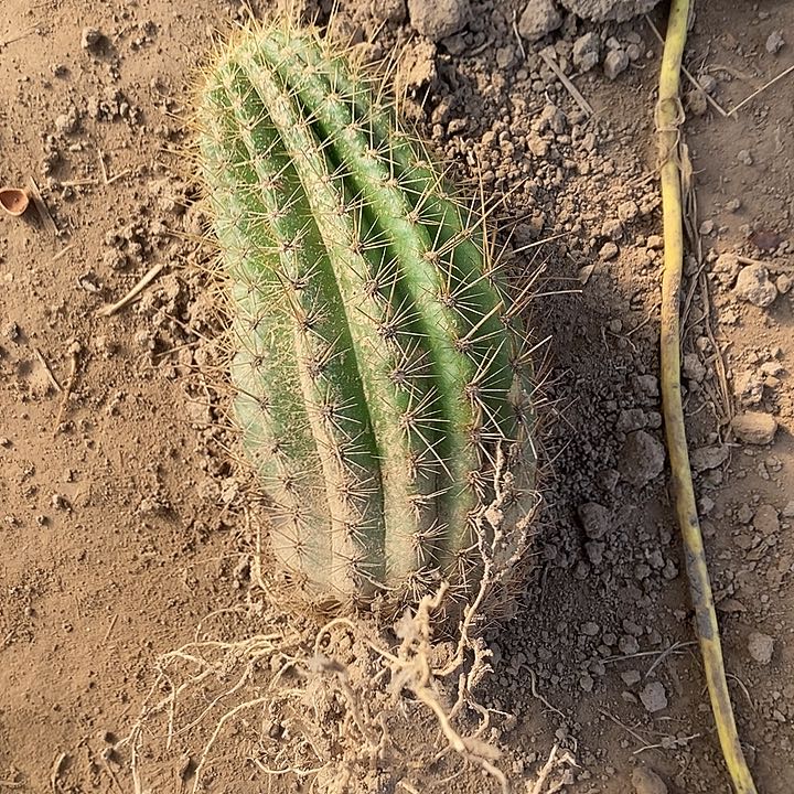 用***起品种无名毛花柱仙人球