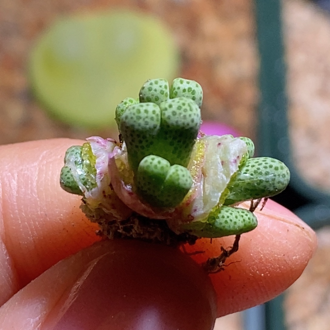 955斑马小群8头福利福利