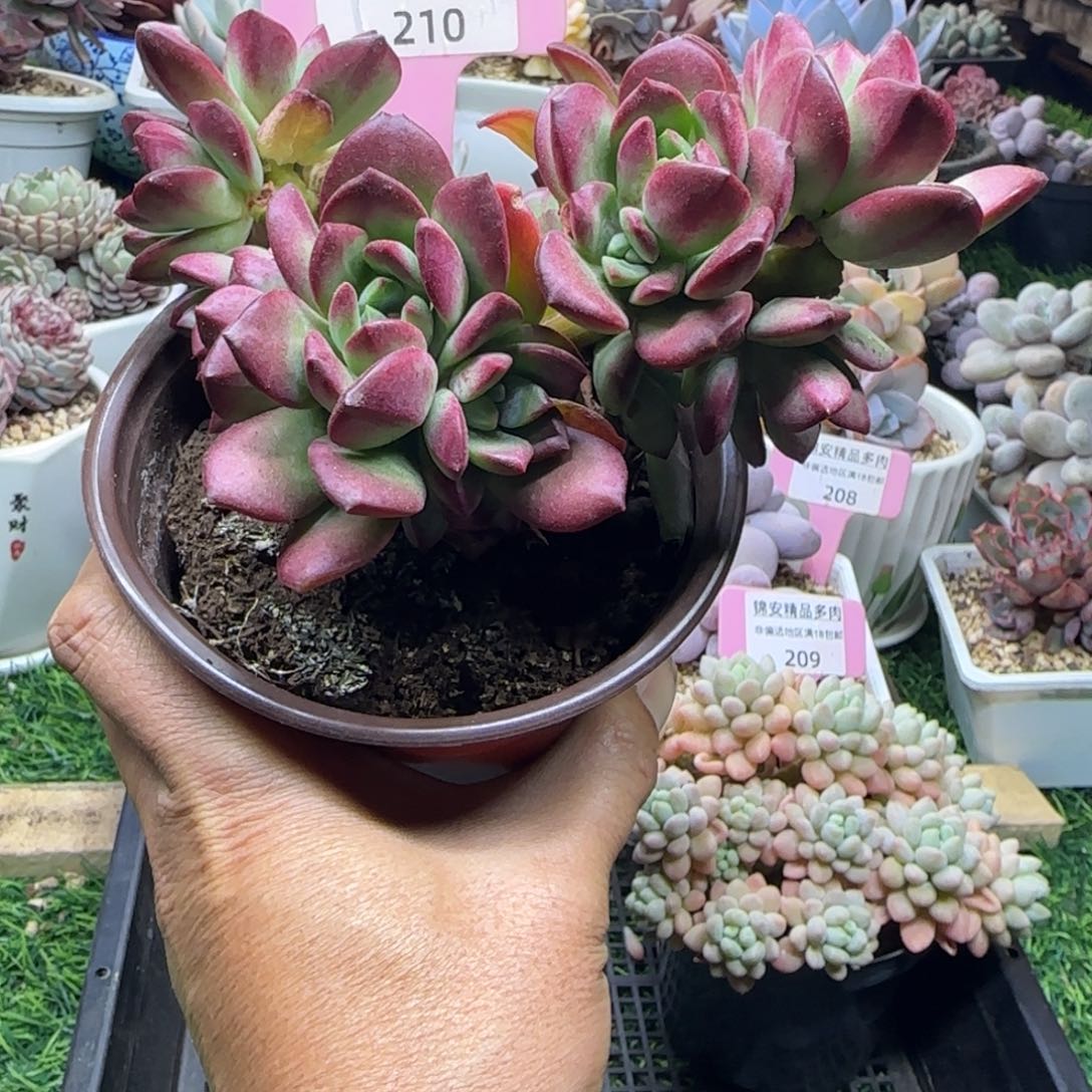 锦安精品多肉植物210