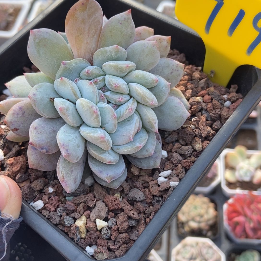 719橙子缀多肉植物保护