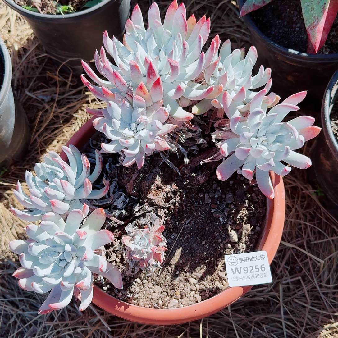 派****9256瑕疵拇指杂交多肉