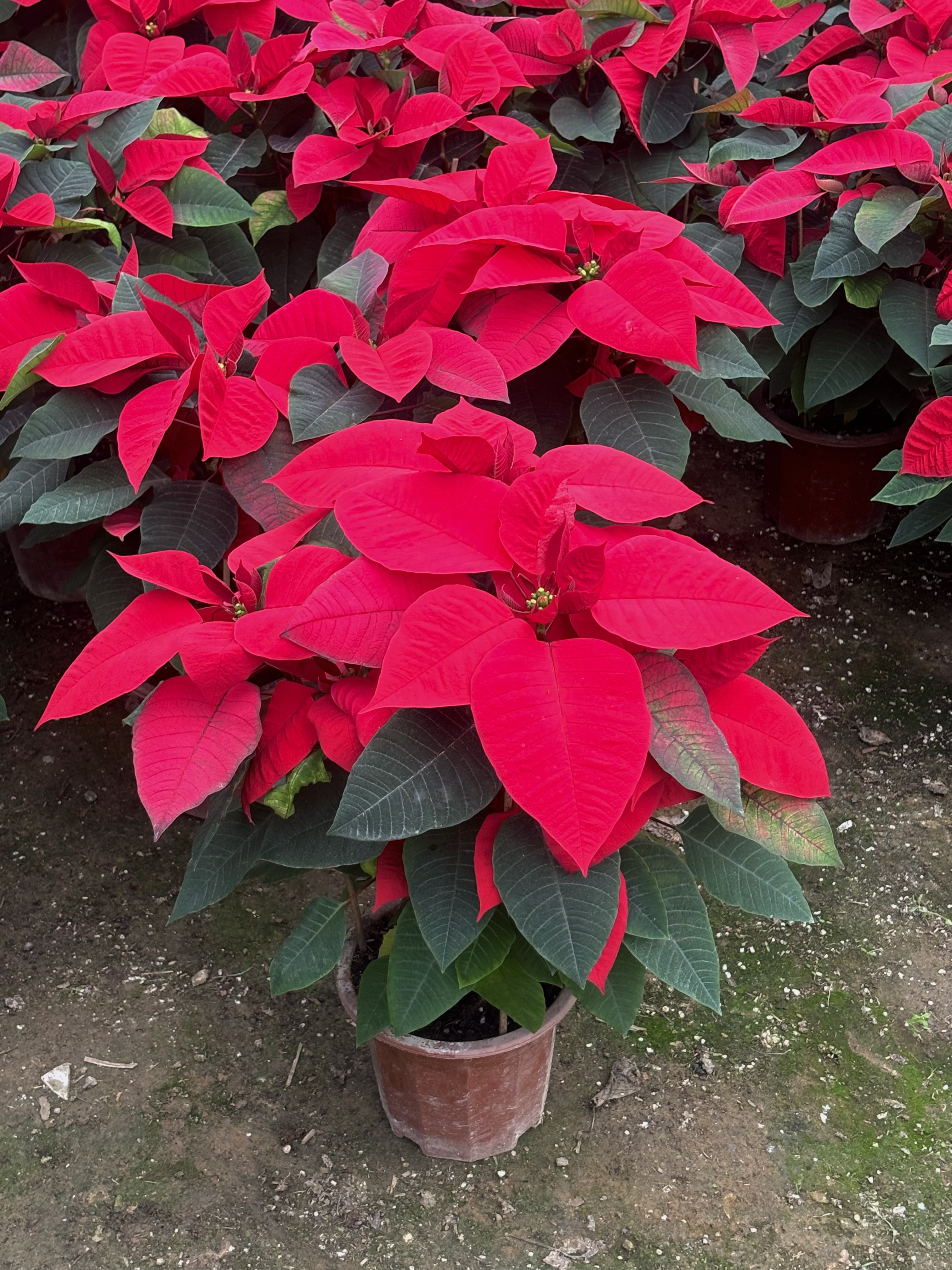 一品红盆栽室内外好养易活净化空气装饰观赏花卉