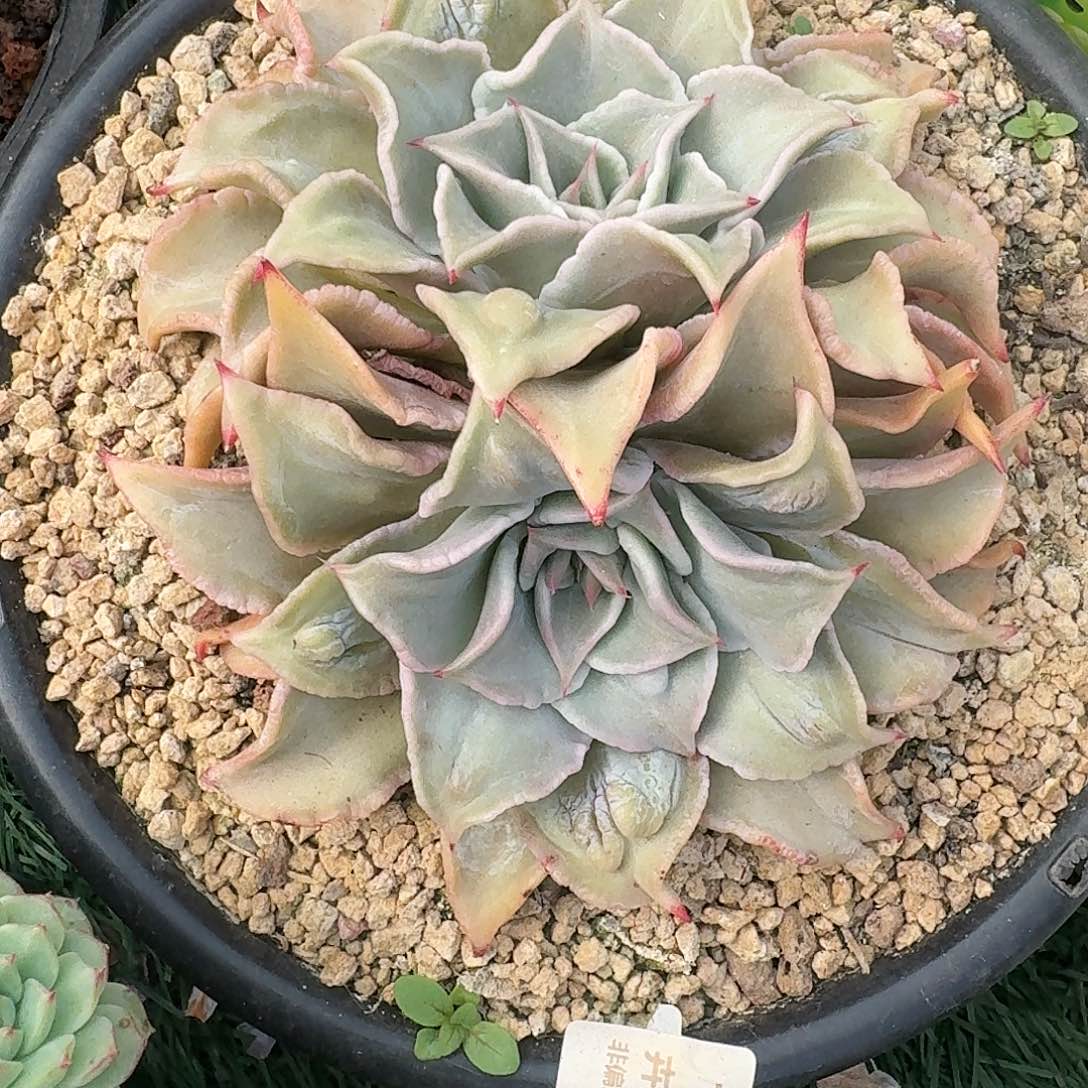 1221 卉井精品多肉 非偏远地区满28元包邮