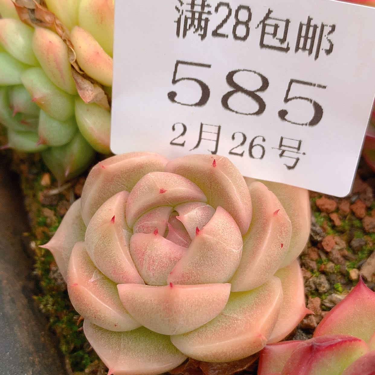 【闪购商品】云585