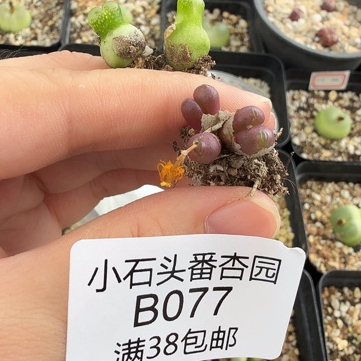 大***大专拍 海豚嘴加2个小葫芦 脱土