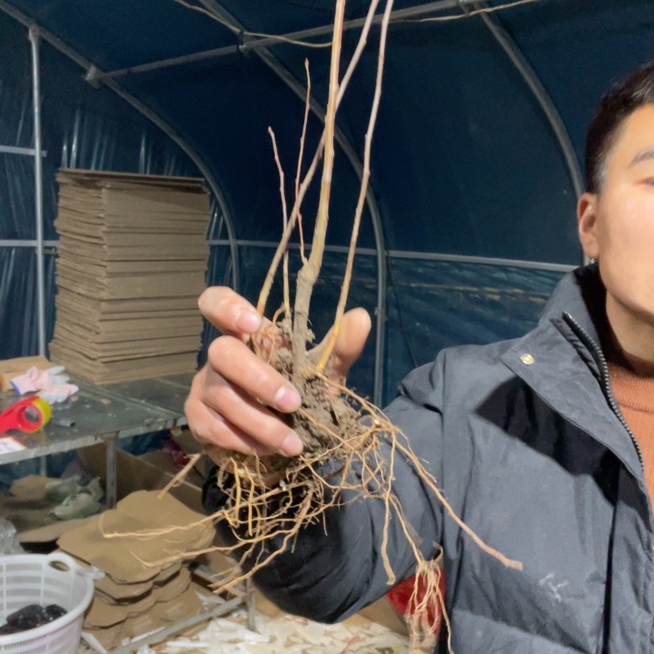 初心海棠花一颗苗