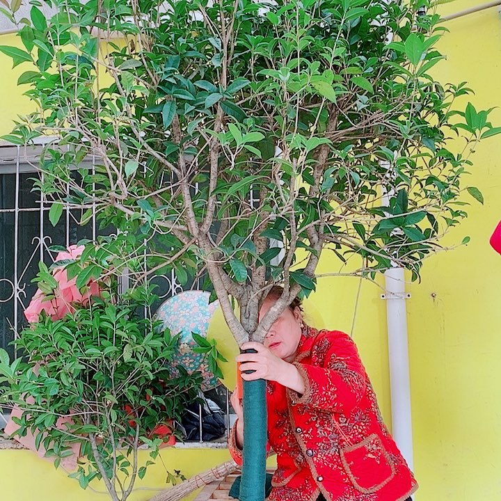 康***丝完全开放8公分左右金桂