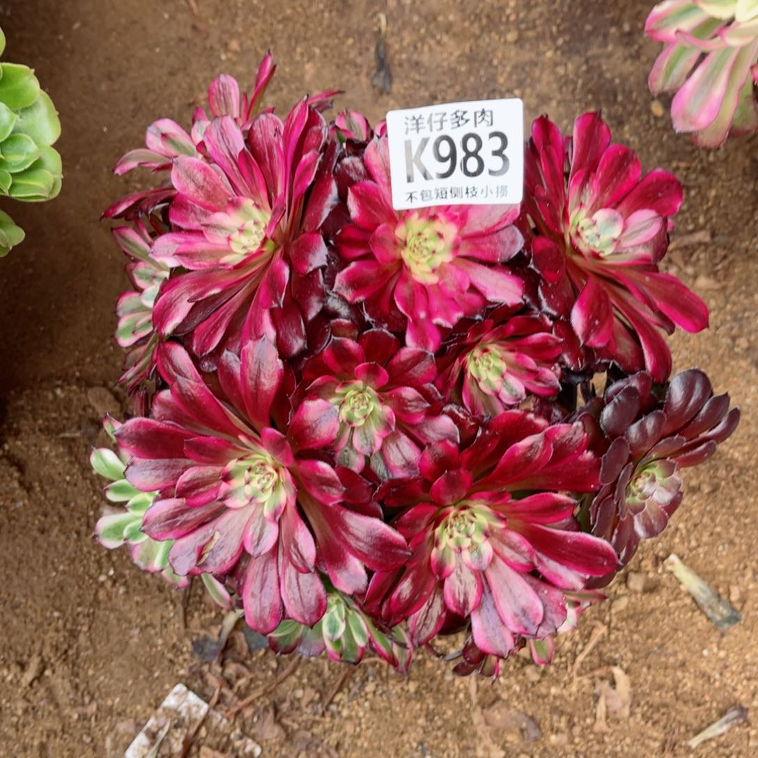 983美姬 冠幅20左右