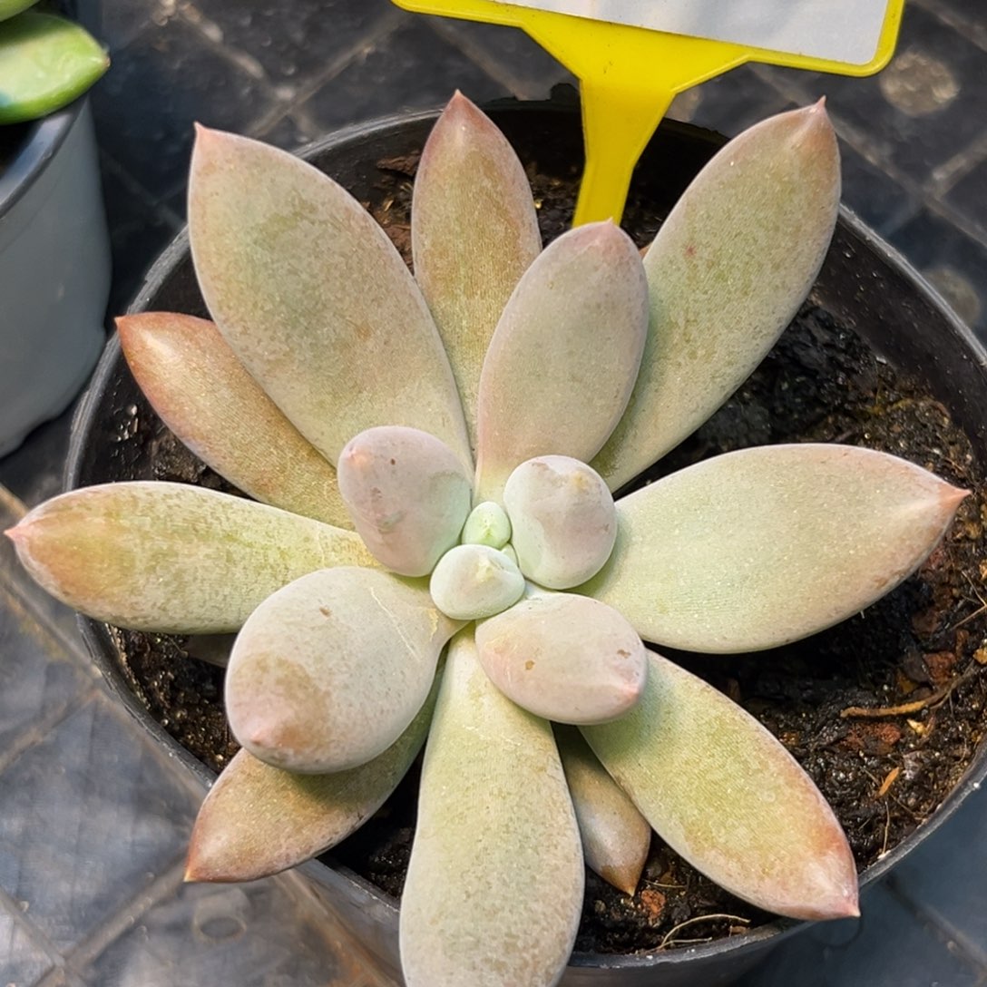 多肉植物红体哥特866