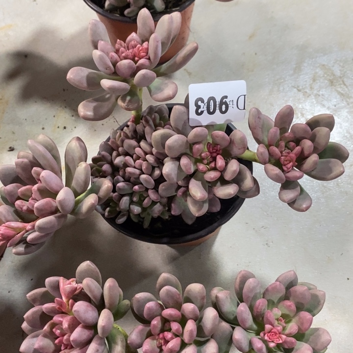 优***雅903桃心多肉植物多肉