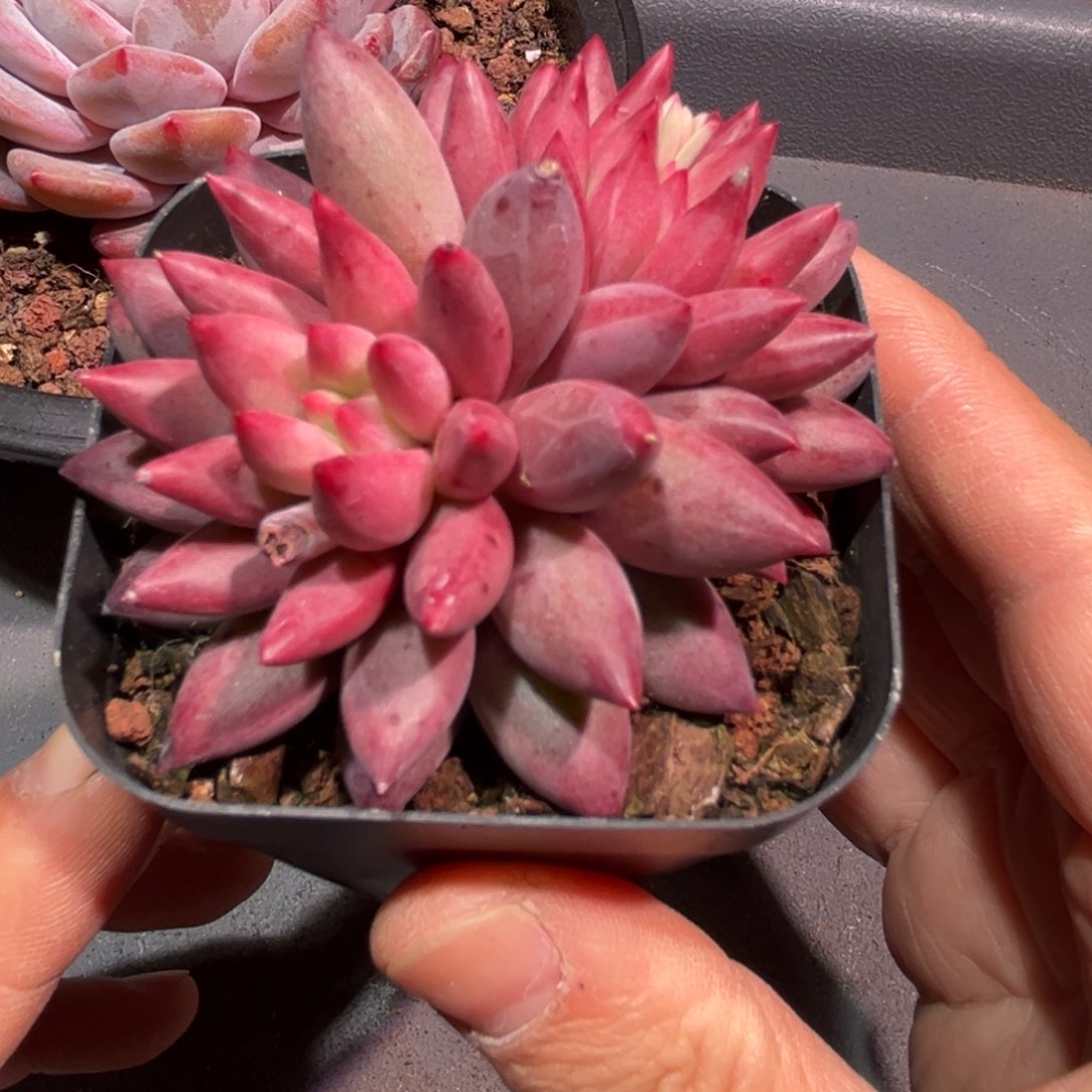 .**o一物一拍，寄养