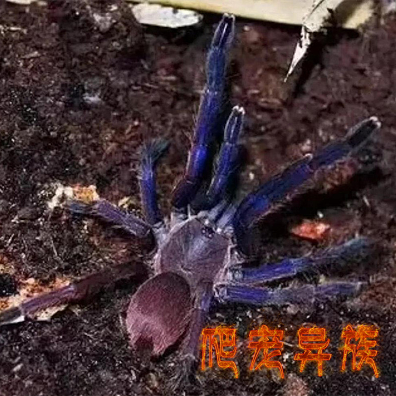 越南云脚蜘蛛活体宠物蜘蛛经典蓝色款蜘蛛云脚蜘蛛穴居类好养品种