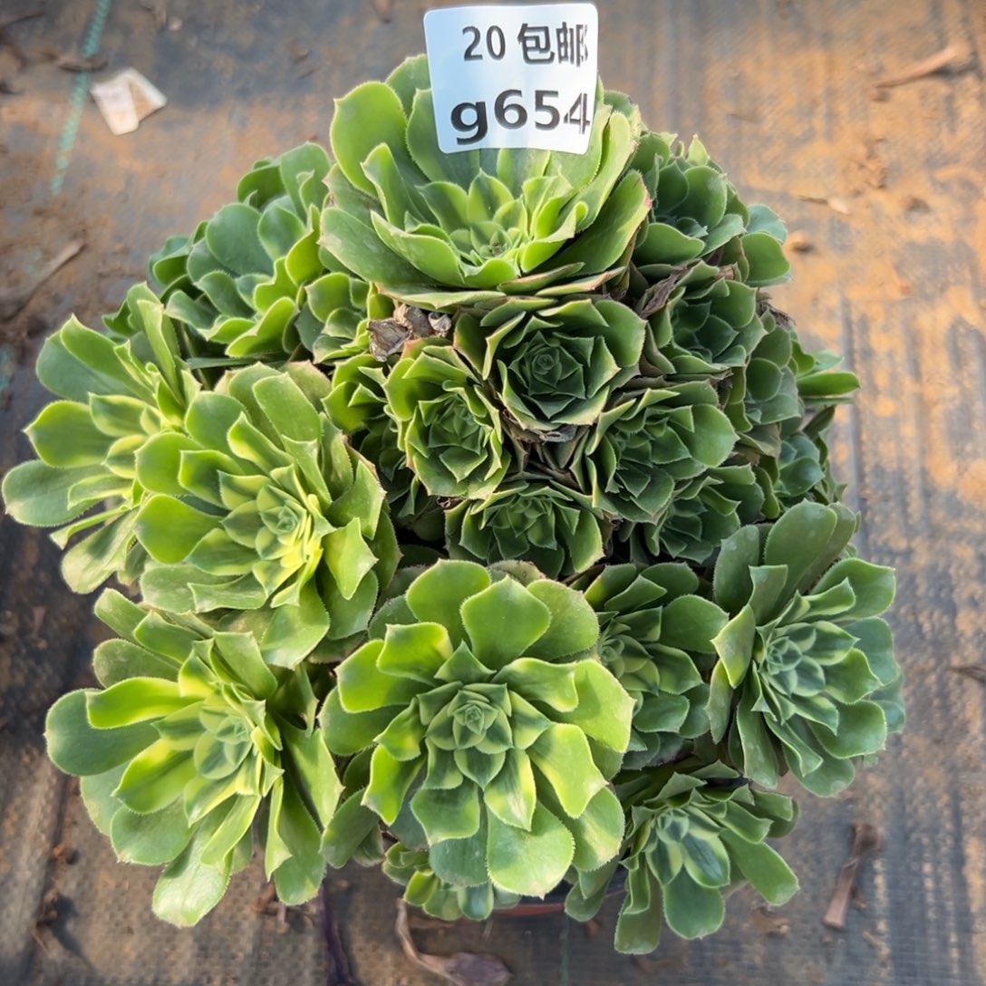 654新尼亚，，满20包邮嘟叮熊