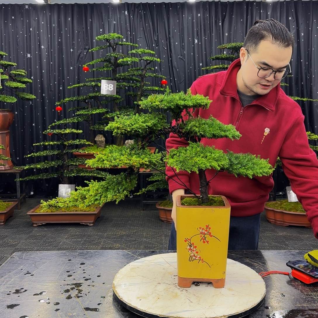 龙爪松高端造型盆景