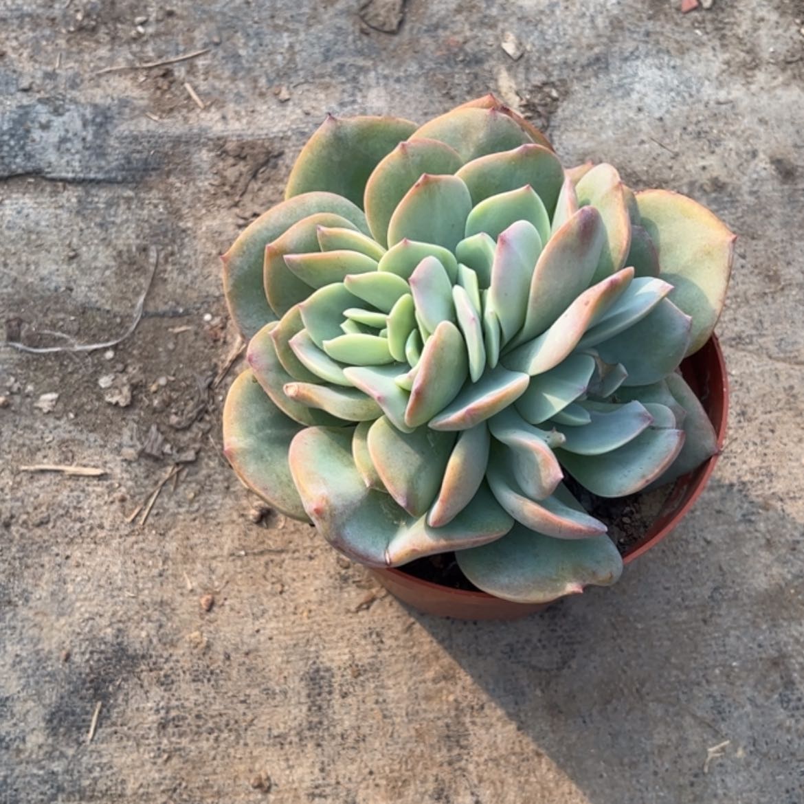 【闪购商品】无花朵用****2