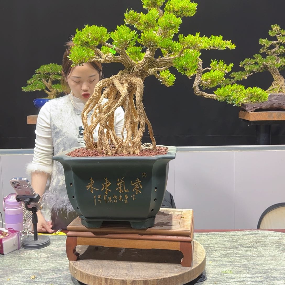 四季常青老桩黄杨盆景