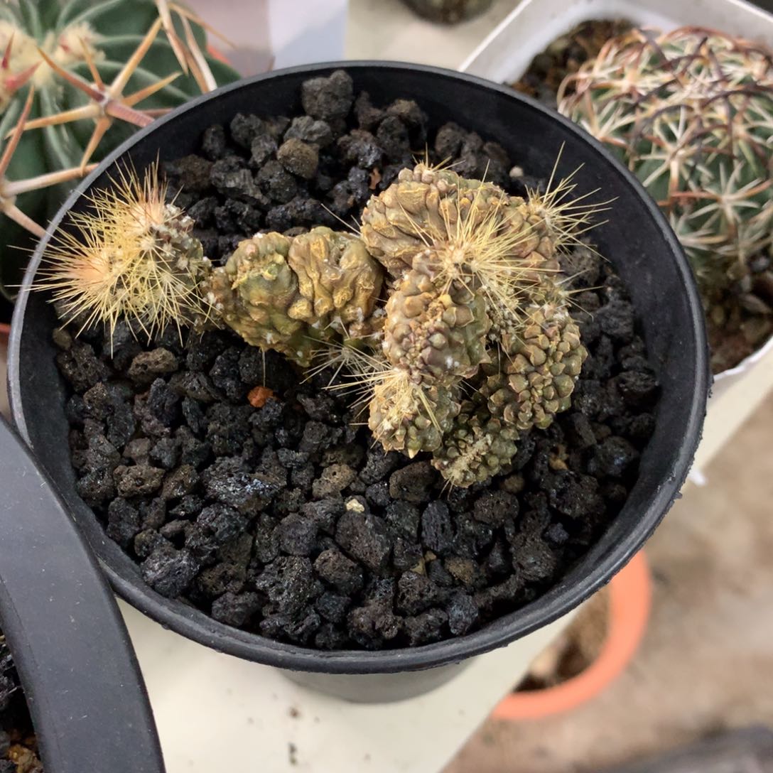 长****产开播福利