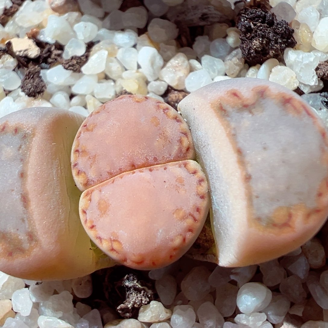 116-490多肉饼干多肉217