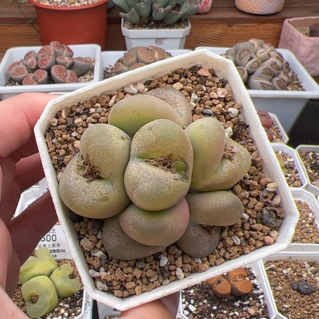 0521号毛杂 多肉植物