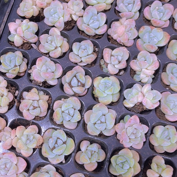 精品冰玉多肉植物