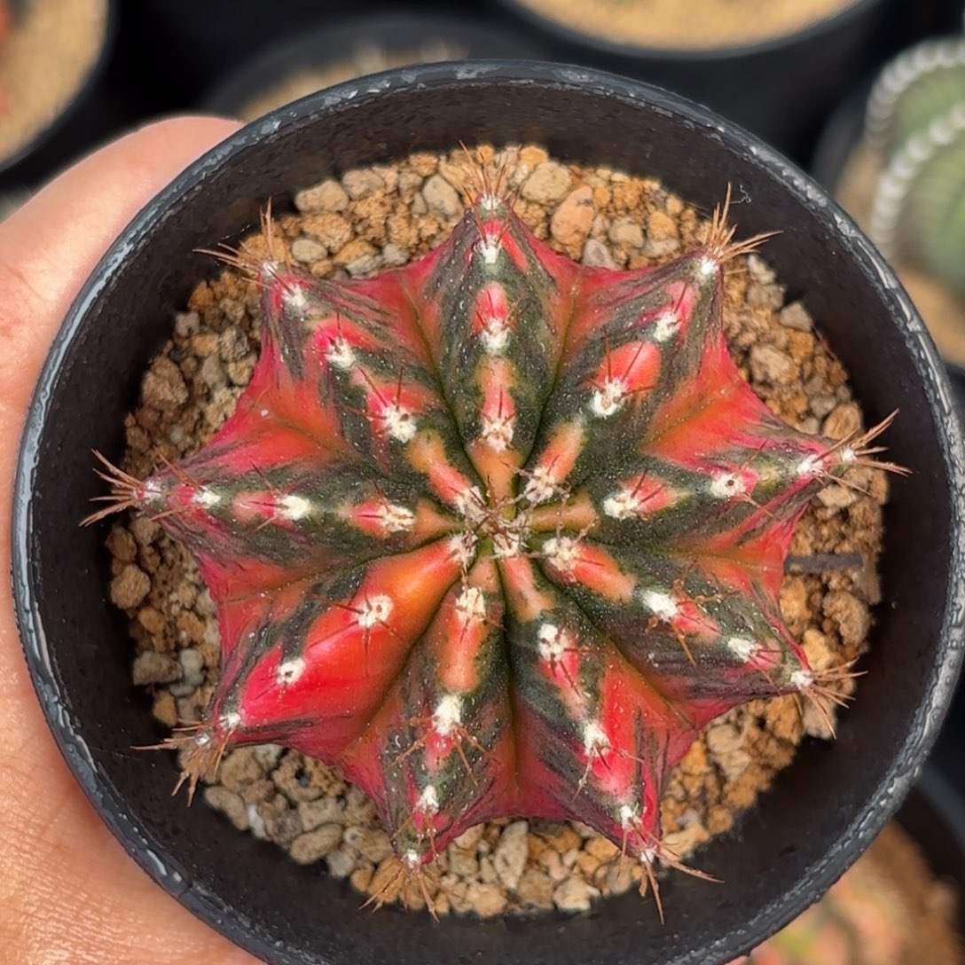 泰系米哈仙人球809