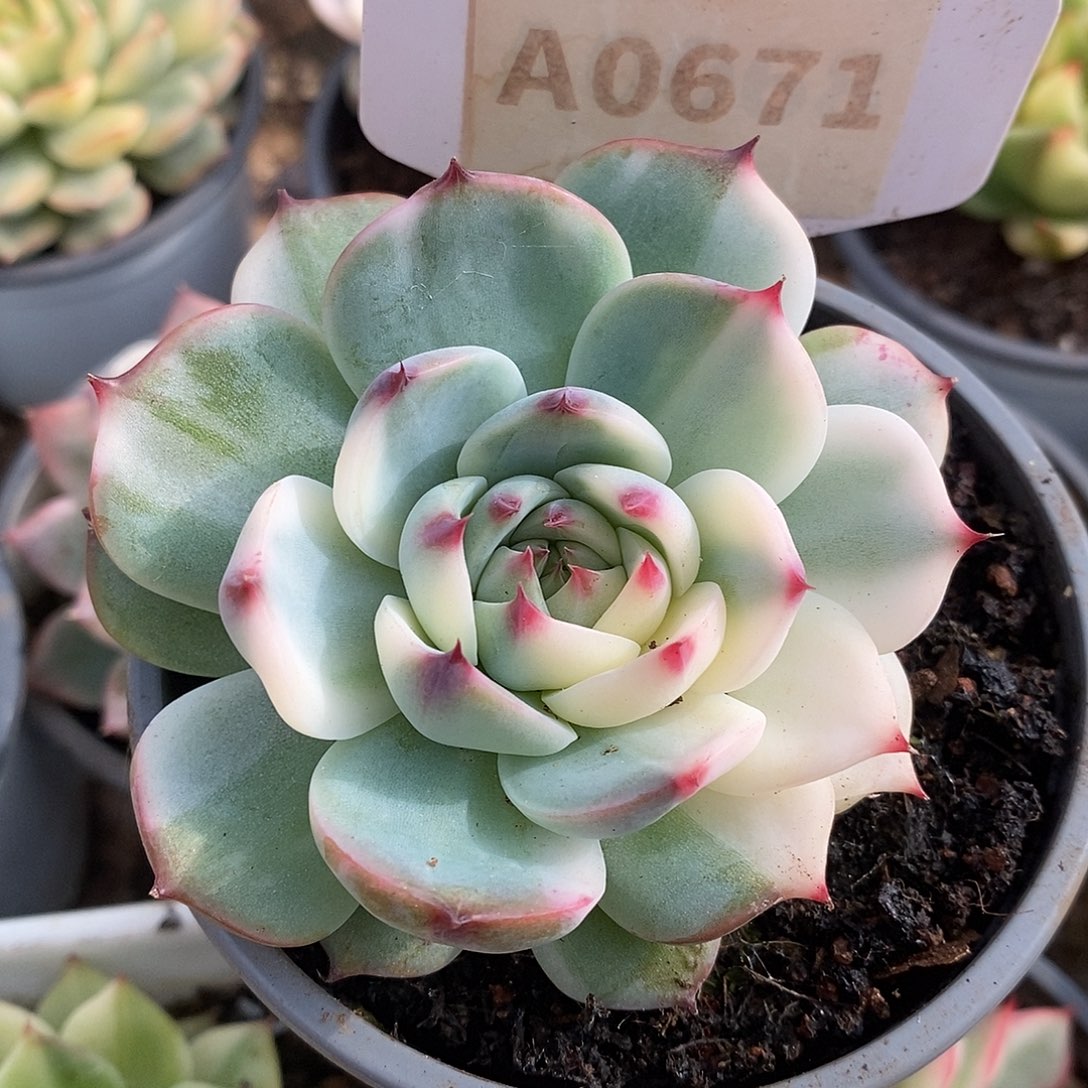 671娃娃哈哈哈哈哈哈