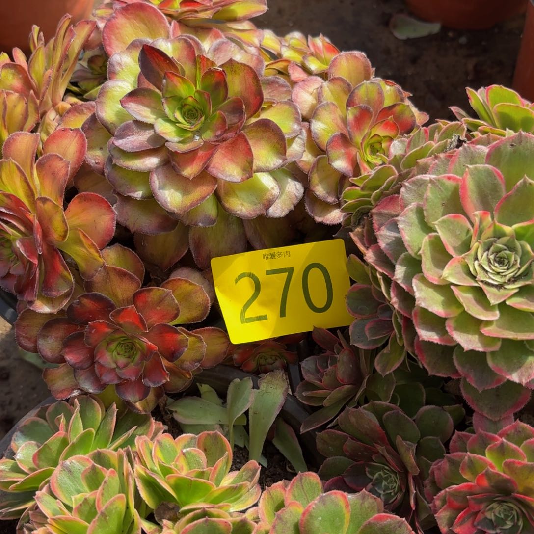 哈哈多肉葡萄270多肉葡萄