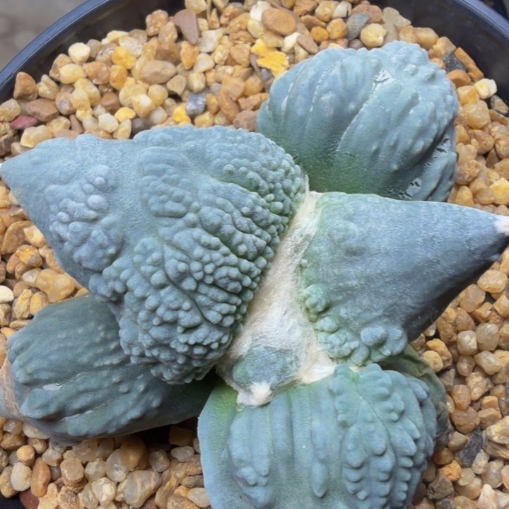 超蓝白巨大型血怒