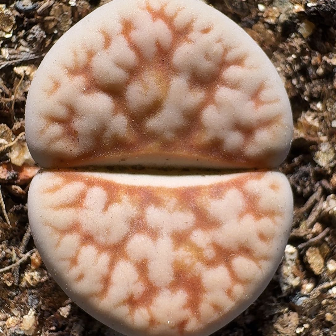 生石花等植物11111111。   258