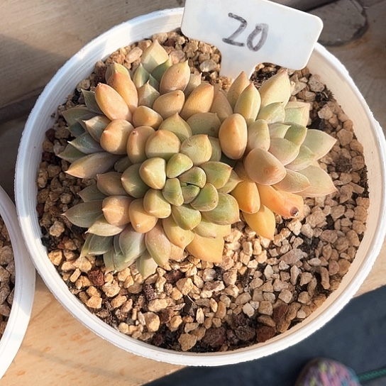 李***^红家牙20号码牌子的话