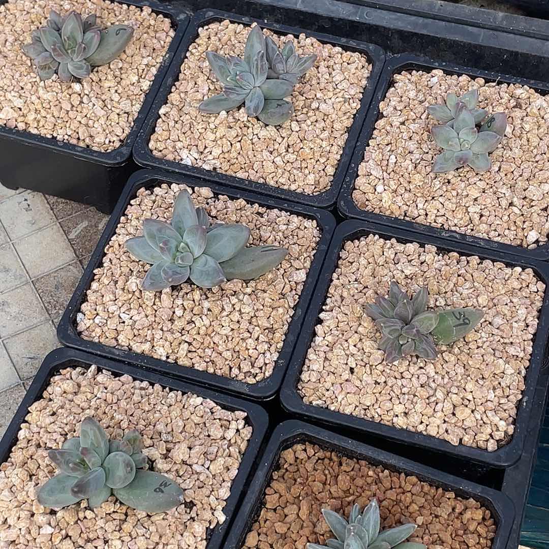 这么样我就不会在想4