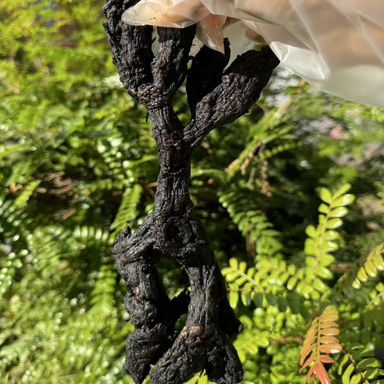 【小西现收】A37 九晒九露 可搭配枸杞 直接食用 泡水 泡酒 煲汤 