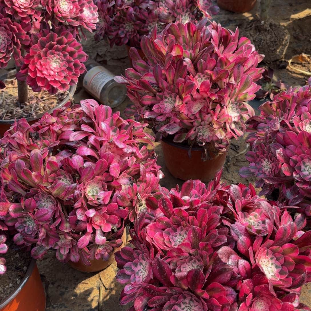 红铜白绣球9.9多肉植物