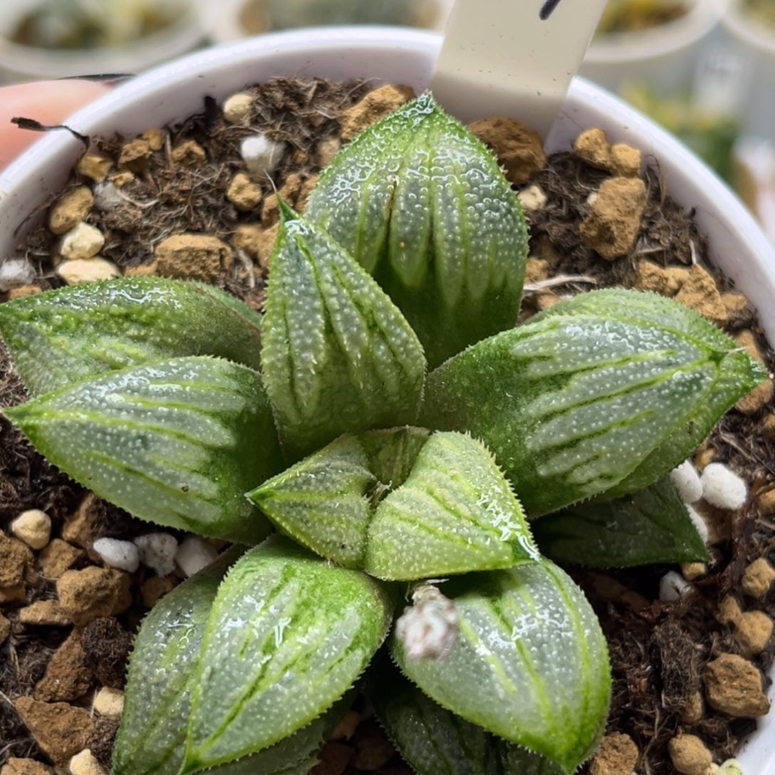 37葵祭青蟹福利专场