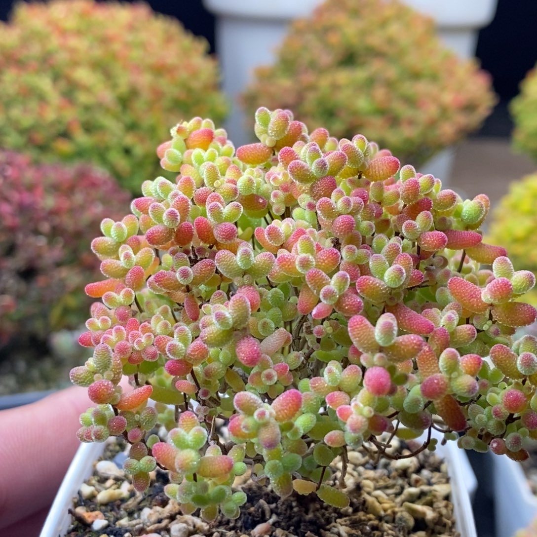 蜜橘糖球088。      