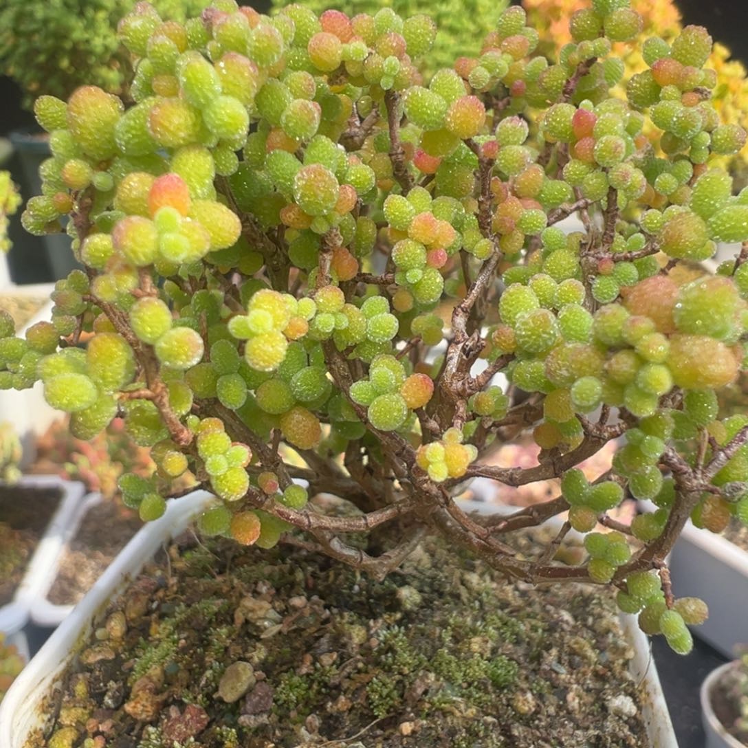 汤****D7571金桔老桩枝干